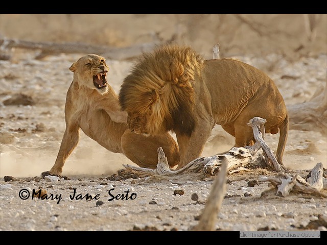 Mating Lions, having a disagreement