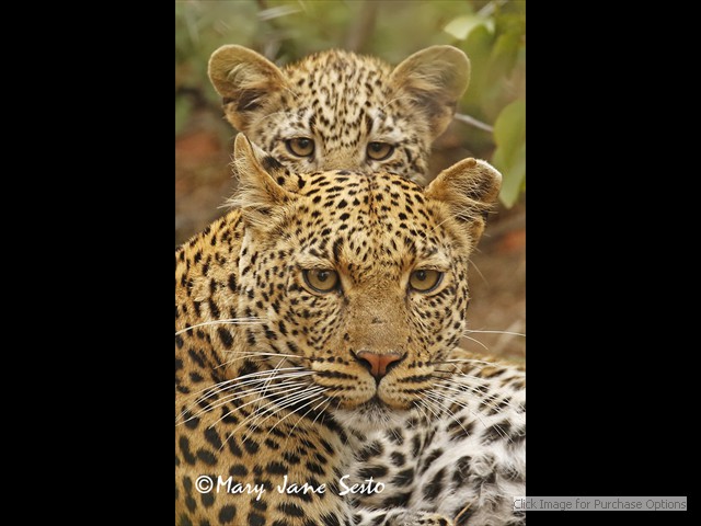 Mother and daughter Leopard