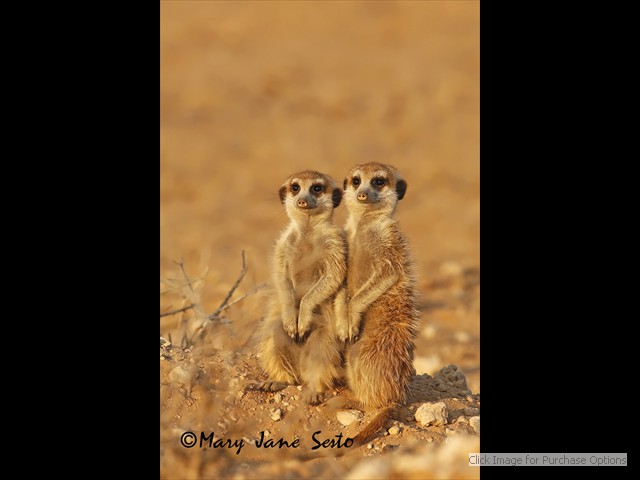 Young Meerkats very close to sunset. 