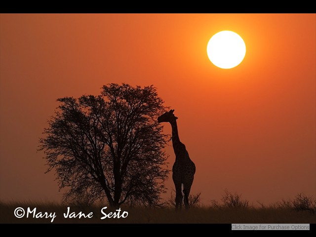 Giraffe at sunset