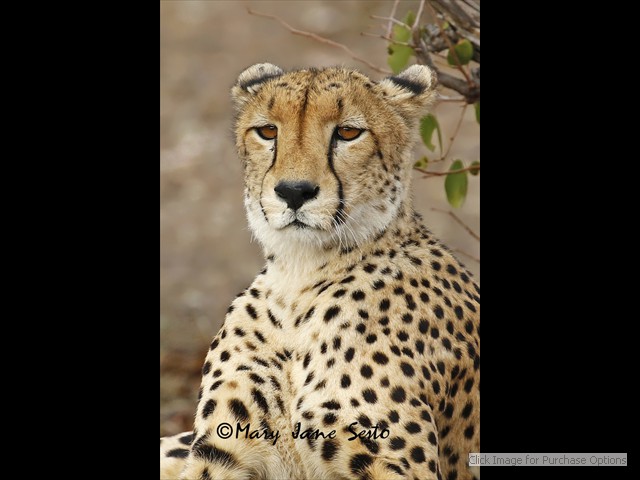 Male Cheetah close up