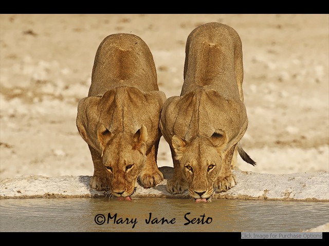 Two Lioness having a drink