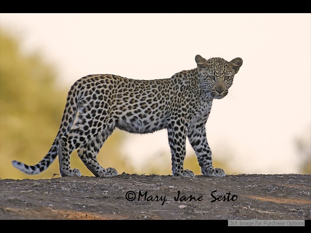 Young female Leopard