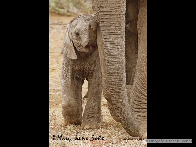 Young Elephant smiling