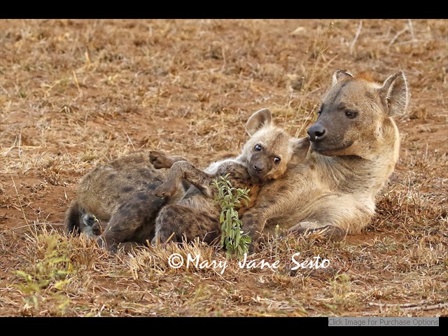 Mother and youngster Hyena