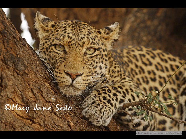 Female Leopard in tree
