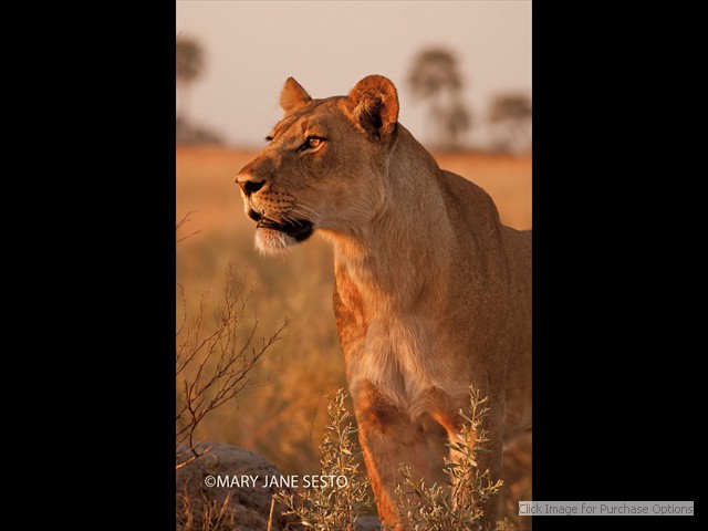 Lioness at Sunset