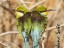 Heart shaped Swallow-tailed Bee-eaters