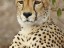 Male Cheetah close up