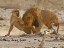 Mating Lions, having a disagreement