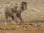 Bull Elephant chasing Springbok at a waterhole
